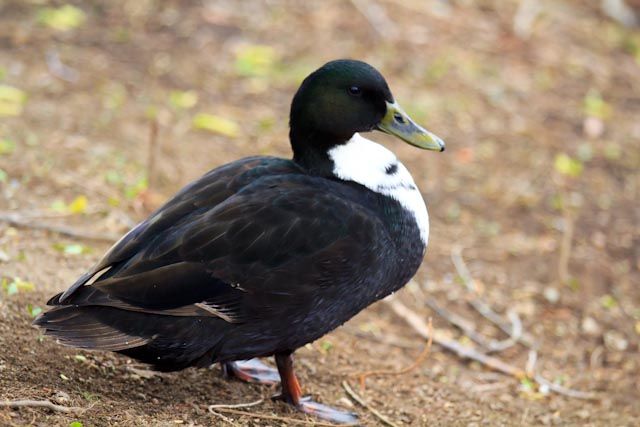 Black and White Duck Breeds Complete Information