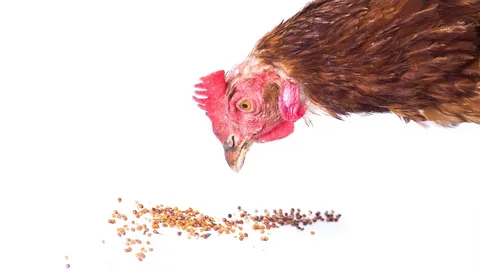 Better Guide for can chickens eat raisins