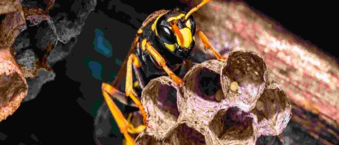 Step-by-Step guide to Get Rid of Wasp Nest