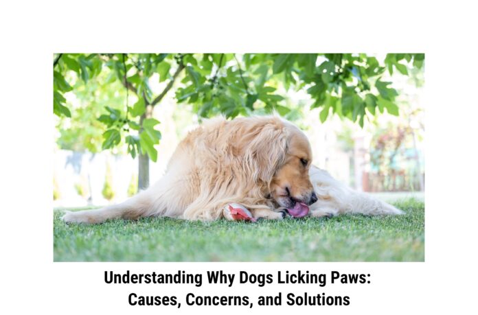 Understanding Why Dogs Licking Paws: Causes, Concerns, and Solutions