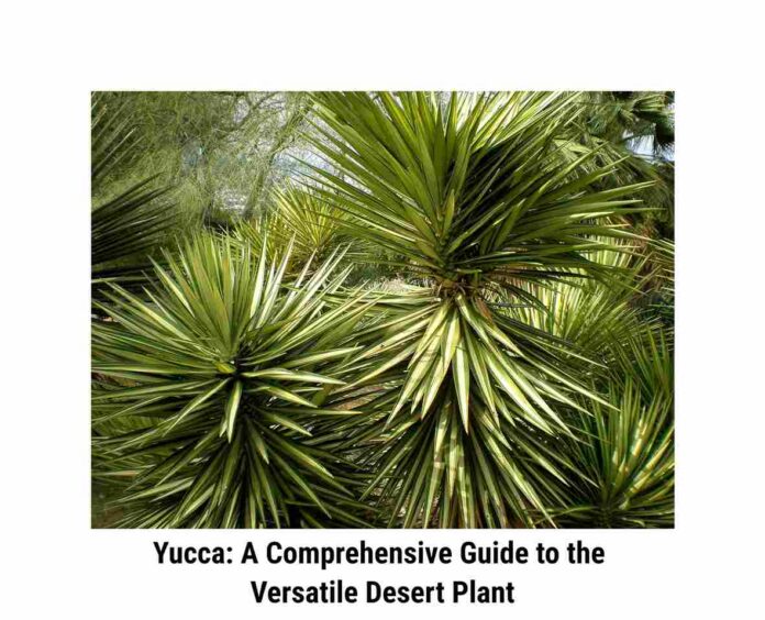 Yucca: A Comprehensive Guide to the Versatile Desert Plant